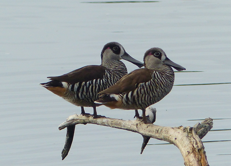 Image of Pink-eared Duck