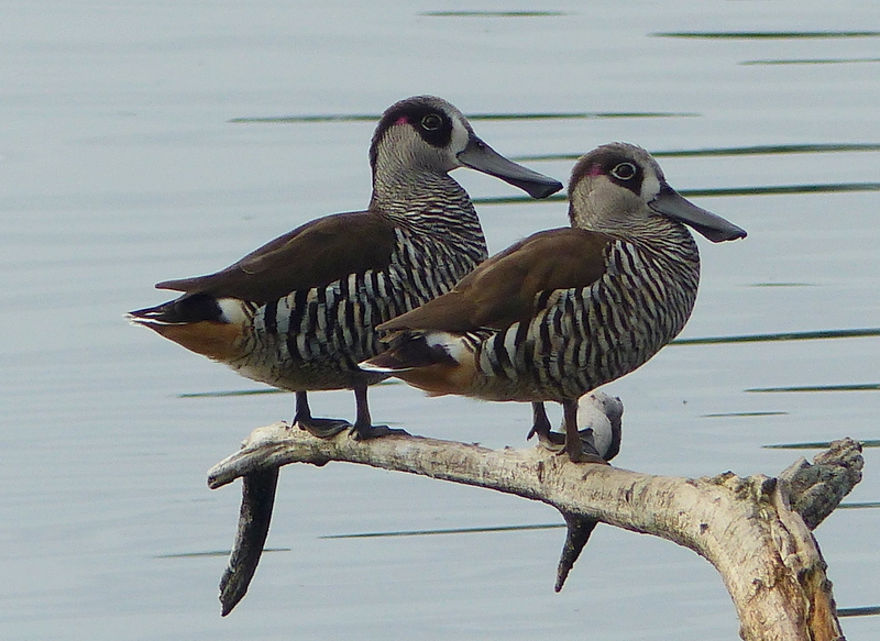 Image of Pink-eared Duck