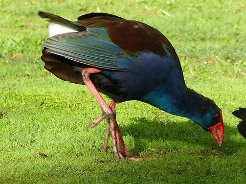 Image de Poule sultane