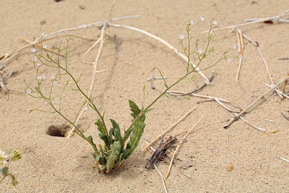 Image of Lott's gilia