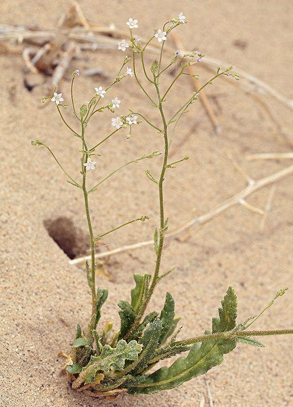 Image of Lott's gilia