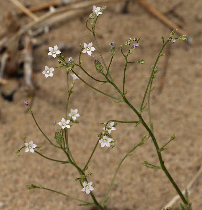 Image of Lott's gilia