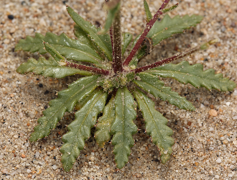 Image of Lott's gilia