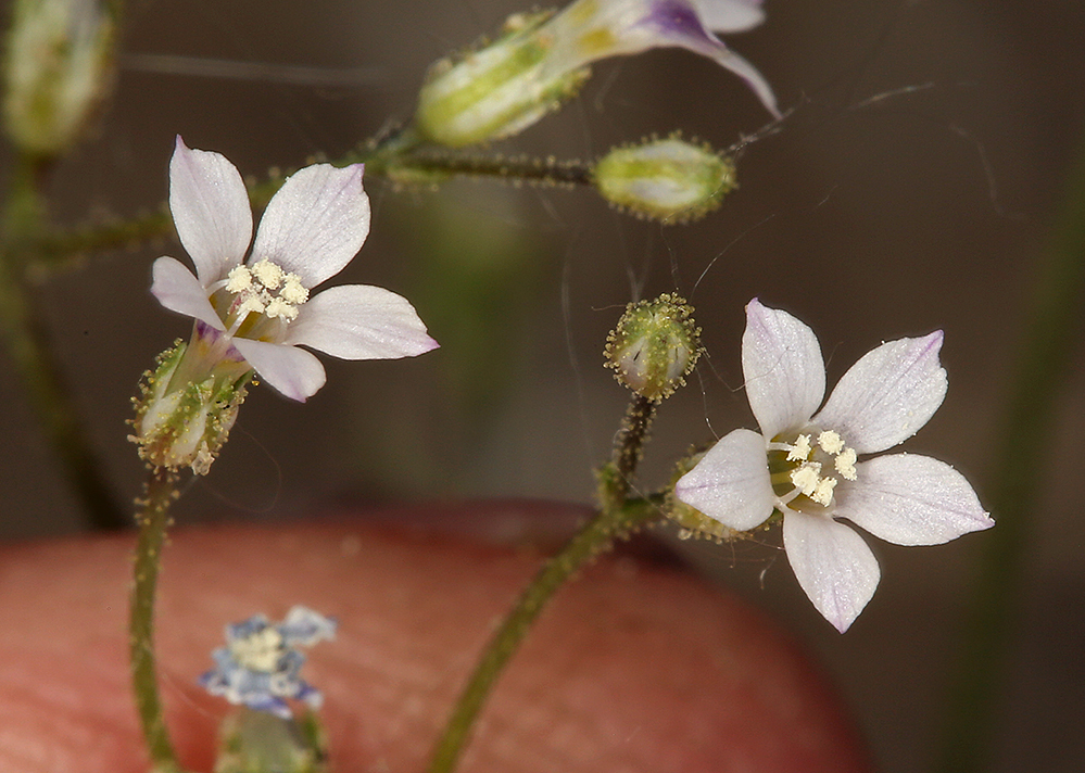 Image of Lott's gilia