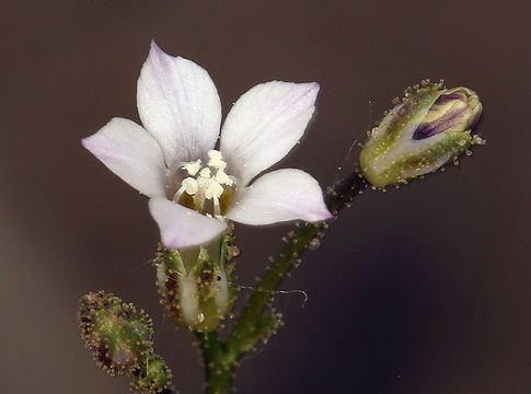 Image of Lott's gilia