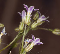 Image of Lott's gilia