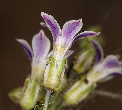 Image of Lott's gilia