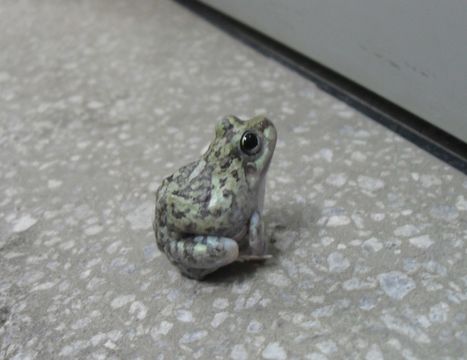 Image of Peters' four-eyed frog