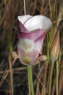 Image of superb mariposa lily