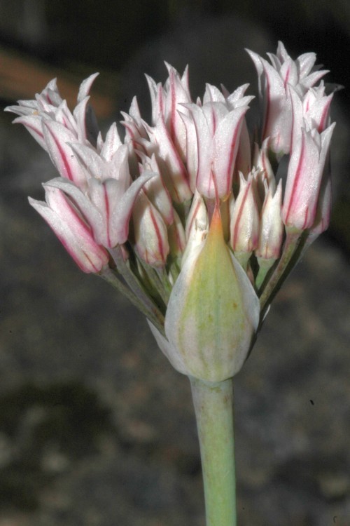 Image de Allium jepsonii (Ownbey & Aase ex Traub) S. S. Denison & McNeal