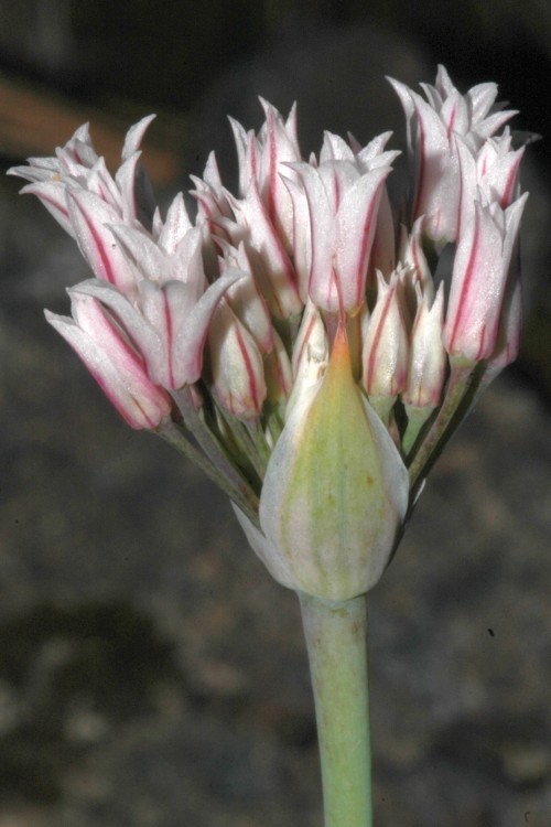 Image of Jepson's onion