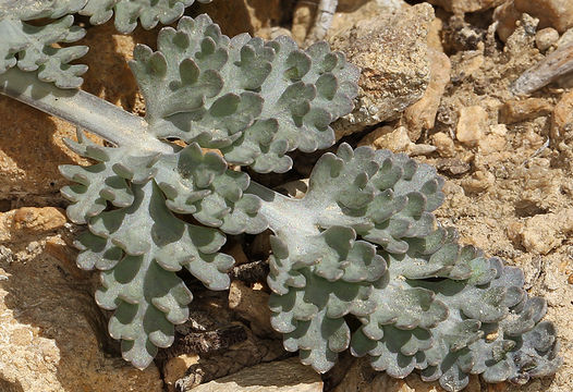 Imagem de <i>Cymopterus purpurascens</i>