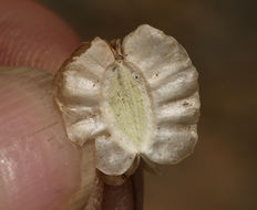 <i>Cymopterus purpurascens</i> resmi