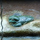 Sivun <i>Litoria splendida</i> kuva