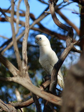 Image of Western Corella