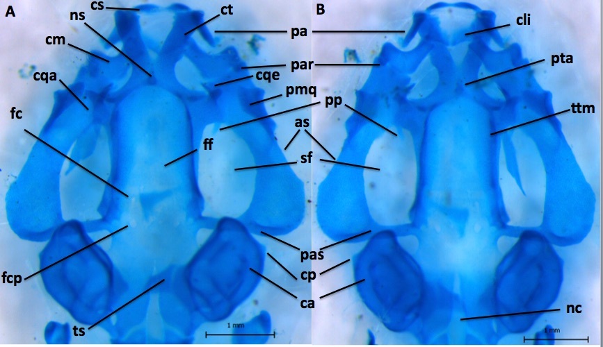 Imagem de Physalaemus barrioi Bokermann 1967