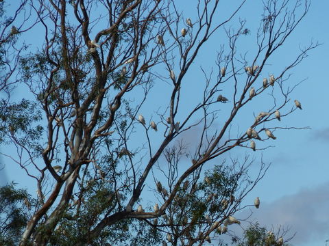 Image of Western Corella