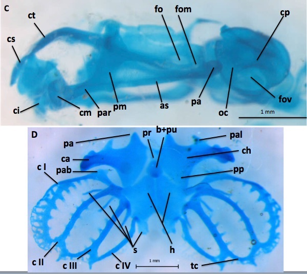 Image de Physalaemus barrioi Bokermann 1967