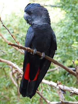 Image of Calyptorhynchus banksii naso Gould 1837