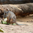 Plancia ëd Macropus eugenii (Desmarest 1817)