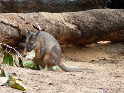 Image of Dama Wallaby