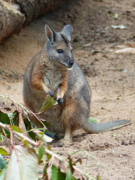 Image of Dama Wallaby