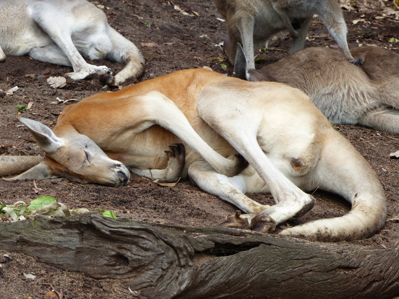 Image of red kangaroo