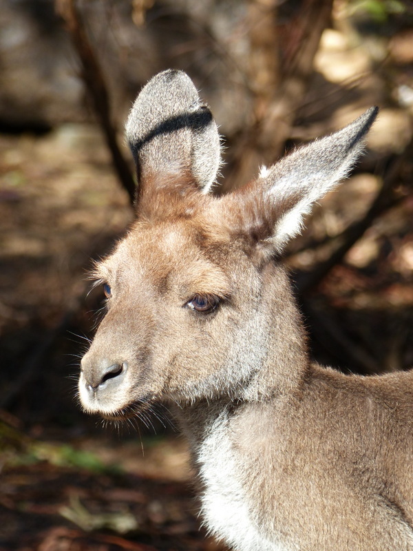 Macropus fuliginosus (Desmarest 1817) resmi