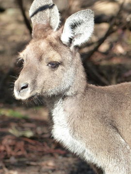 Image of Kangaroo Island Western Grey Kangaroo