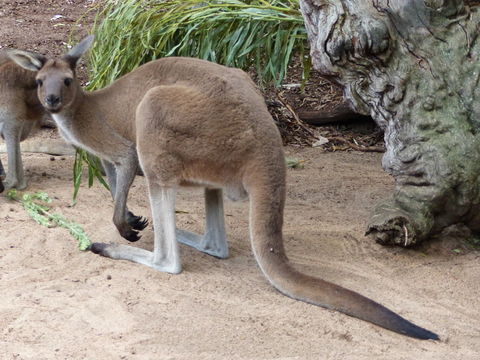 Слика од Macropus fuliginosus (Desmarest 1817)