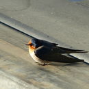 Imagem de Hirundo neoxena Gould 1842