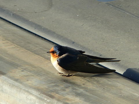 Image of Welcome Swallow