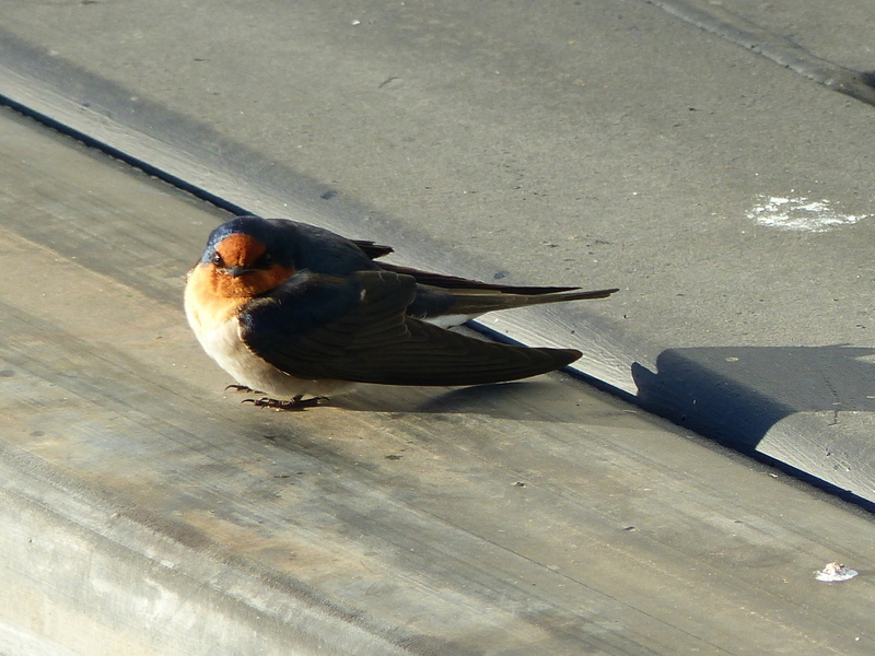 Imagem de Hirundo neoxena Gould 1842