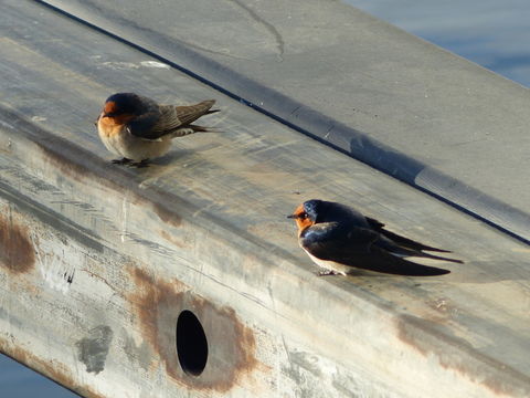 Imagem de Hirundo neoxena Gould 1842