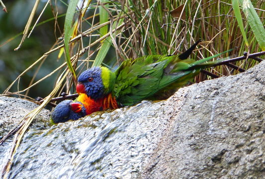 Plancia ëd Trichoglossus haematodus (Linnaeus 1771)