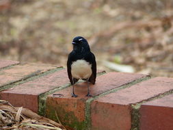 Image of Willie Wagtail