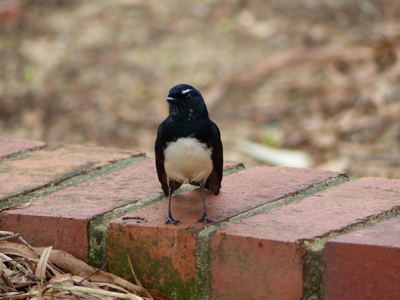 Image of Willie Wagtail