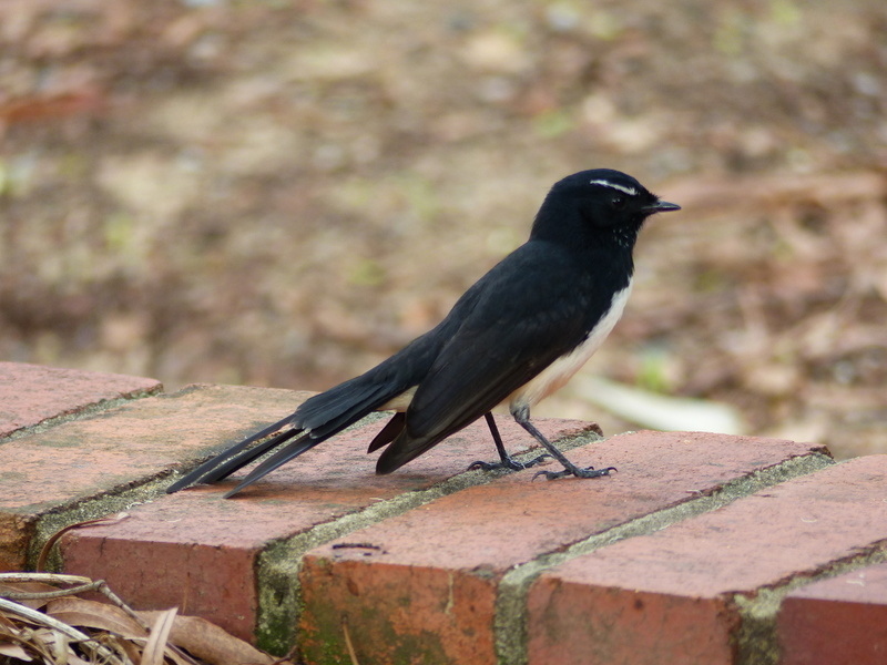 Image of Willie Wagtail