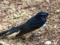 Image of Willie Wagtail