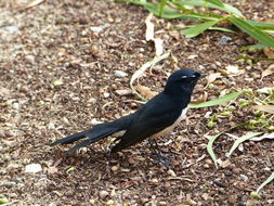 Image of Willie Wagtail