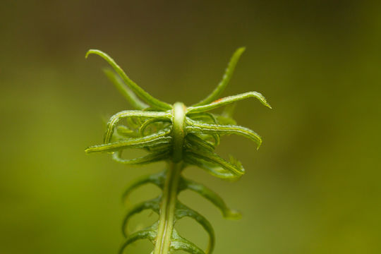 Image of deer fern