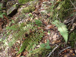 Image of California sword fern