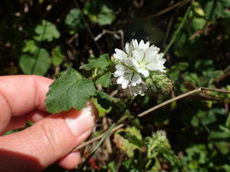 Sivun Sidalcea malachroides (Hook. & Arn.) Gray kuva