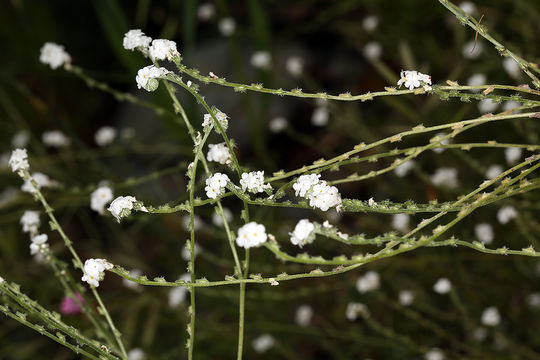 Image of weakstem cryptantha