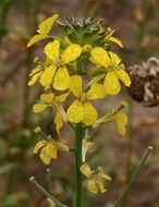 Image of coast wallflower