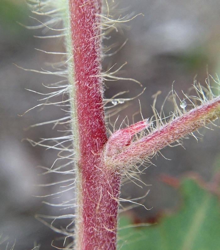 Imagem de Arctostaphylos glandulosa subsp. crassifolia (Jepson) P. V. Wells