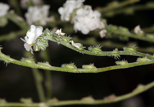 Image of weakstem cryptantha