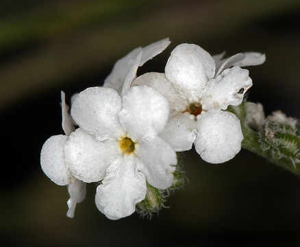 صورة Cryptantha flaccida (Dougl.) Greene