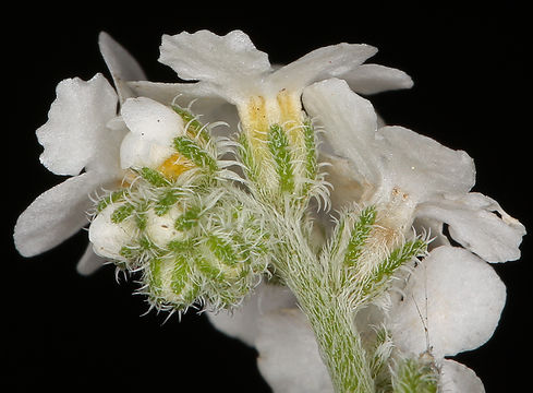 Image of weakstem cryptantha