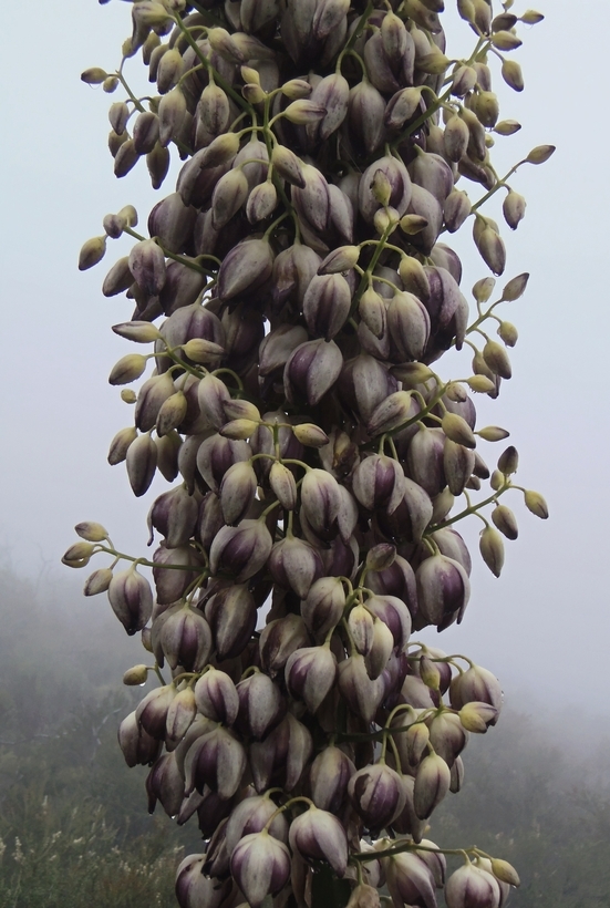 Image of chaparral yucca